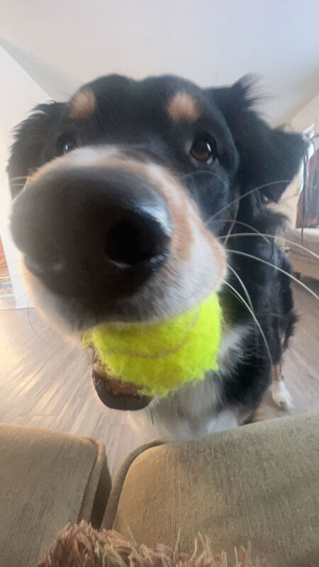 Entry image for Bandit. Clicking this image will show a larger photo