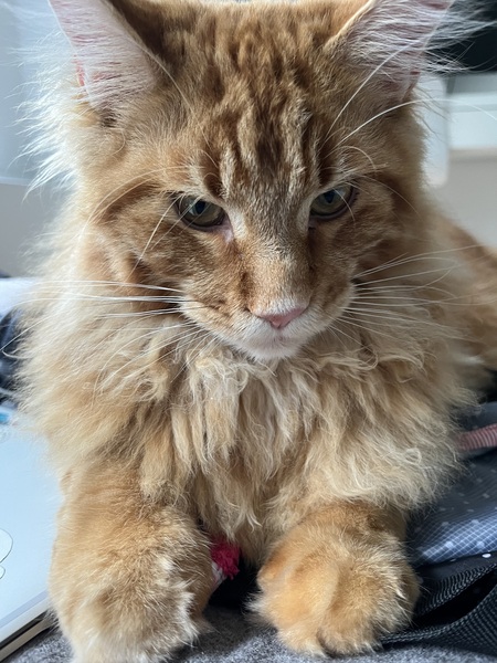 Entry image for Bobo. Clicking this image will show a larger photo