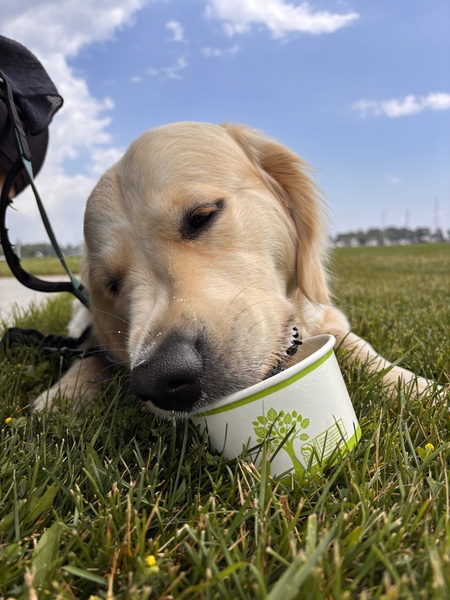 Entry image for Frank The Tank. Clicking this image will show a larger photo