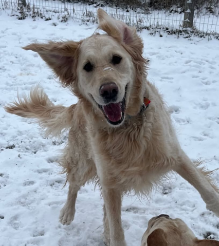 Entry image for Harley. Clicking this image will show a larger photo