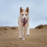 Entry image for Nova