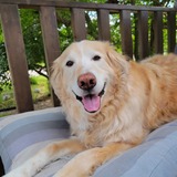 Entry image for Tails