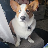 Entry image for Waffles