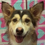 Entry image for Freyja