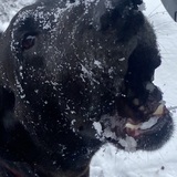 Entry image for Bella