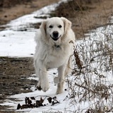 Entry image for Lily