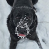 Entry image for Hugo