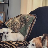 Entry image for Lady & Shiloh