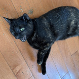 Entry image for Vinnie Van Gogh