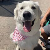 Entry image for CHOPPY