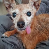 Entry image for Ruby