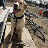 Entry image for Alba