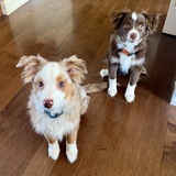 Entry image for Joey & Sully