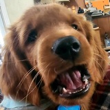 Entry image for Jake