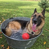 Entry image for Octavia 