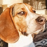 Entry image for Oscar