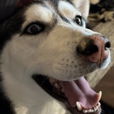 Entry image for Akira