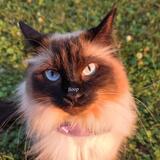 Entry image for Clementine 