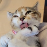 Entry image for Peni