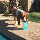 Entry image for Abbie