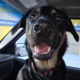 Entry image for Journey 