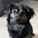 Entry image for Beau