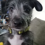 Entry image for Bruno