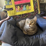 Entry image for Bobbi with one ear. O