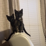 Entry image for Elliot and Jasper