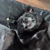 Entry image for Daphne 