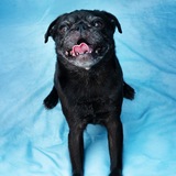 Entry image for Luna 