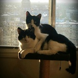 Entry image for Fidel Catro & Benito Meowsellini