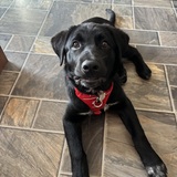 Entry image for Gunner