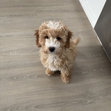 Entry image for Oliver