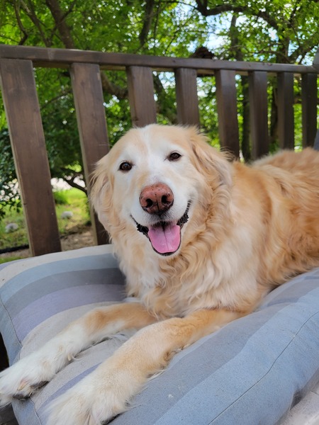 Entry image for Tails. Clicking this image will show a larger photo