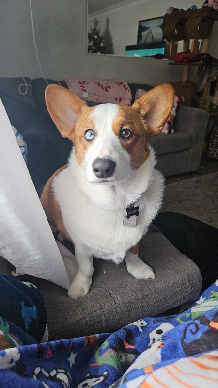 Entry image for Waffles. Clicking this image will show a larger photo