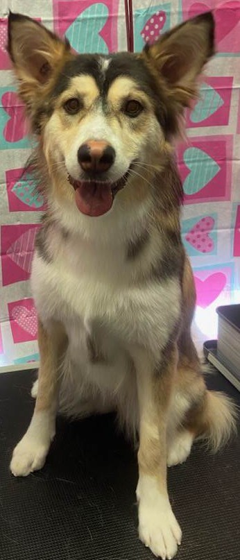 Entry image for Freyja. Clicking this image will show a larger photo