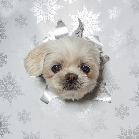 Entry image for Lily. Clicking this image will show a larger photo