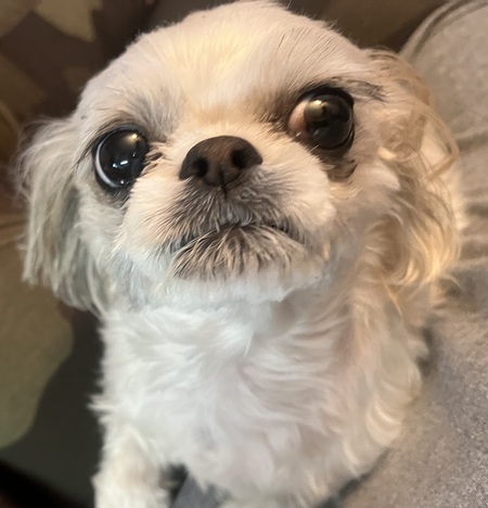 Entry image for Daisy. Clicking this image will show a larger photo