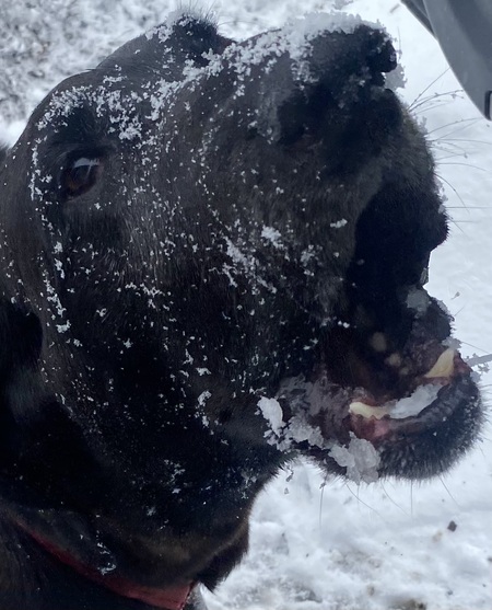 Entry image for Bella. Clicking this image will show a larger photo