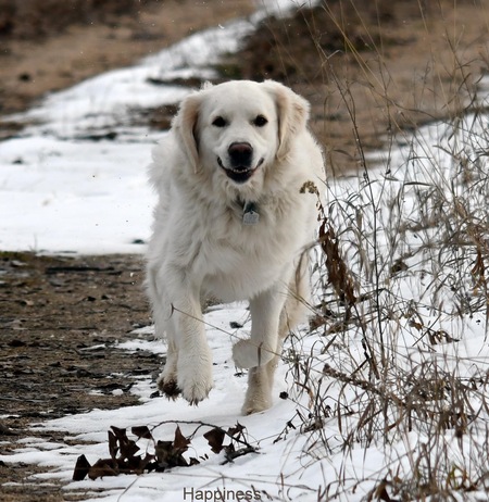 Entry image for Lily. Clicking this image will show a larger photo