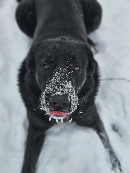 Entry image for Hugo. Clicking this image will show a larger photo