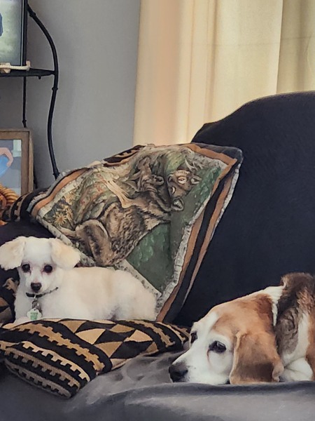 Entry image for Lady & Shiloh. Clicking this image will show a larger photo