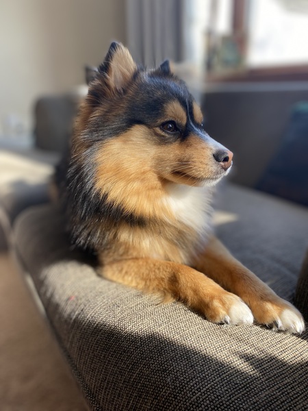 Entry image for Benny. Clicking this image will show a larger photo