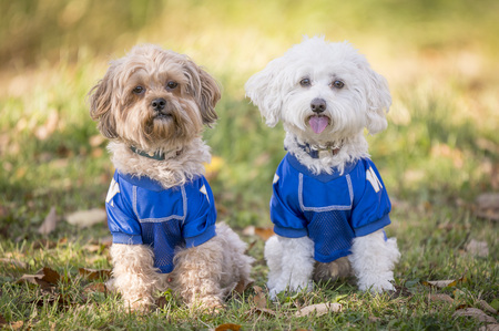 Entry image for Benjamin & Billy. Clicking this image will show a larger photo