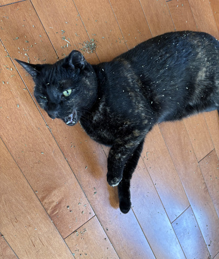 Entry image for Vinnie Van Gogh. Clicking this image will show a larger photo