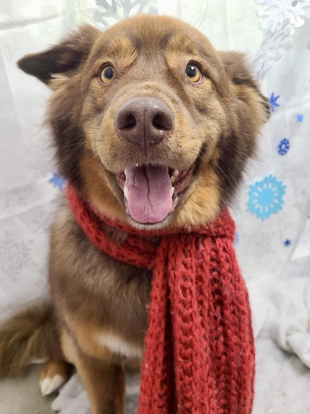 Entry image for Winston. Clicking this image will show a larger photo