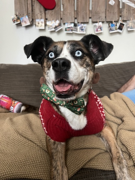 Entry image for X-Ray (Exxy). Clicking this image will show a larger photo