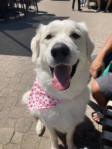 Entry image for CHOPPY. Clicking this image will show a larger photo