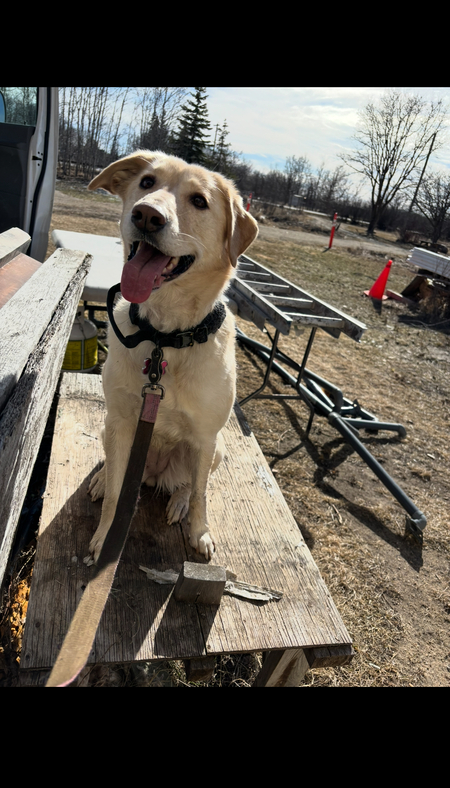 Entry image for Alba. Clicking this image will show a larger photo